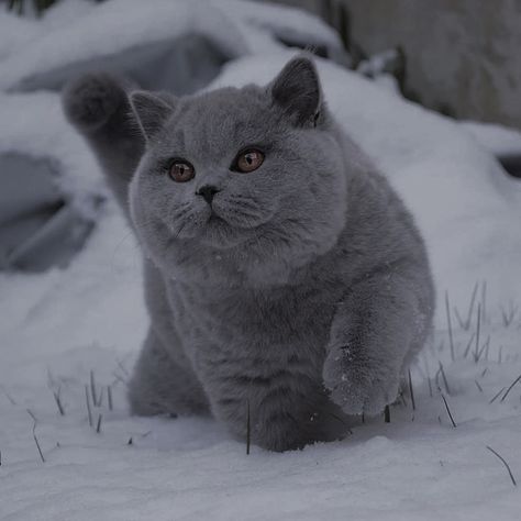 British Shorthair Cats Grey, British Blue Cat, Beautiful Kittens, Russian Blue Cat, British Shorthair Cats, Funny Cats And Dogs, Russian Blue, Cute Wild Animals, Cat Aesthetic