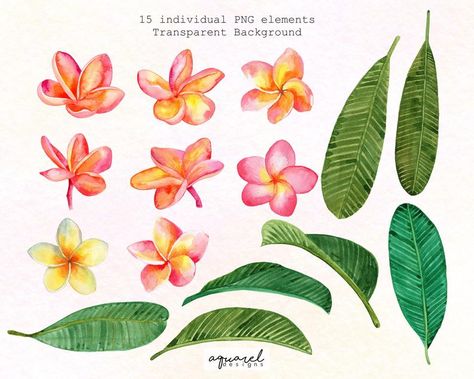 Plumeria Hand painted Watercolor Orange and Pink Frangipani | Etsy Flores Plumeria, Jean Painting, Pink Frangipani, Bali Tattoo, Holly Decorations, Cherry Blossom Watercolor, Color Me Mine, Plumeria Flowers, Flowers Digital