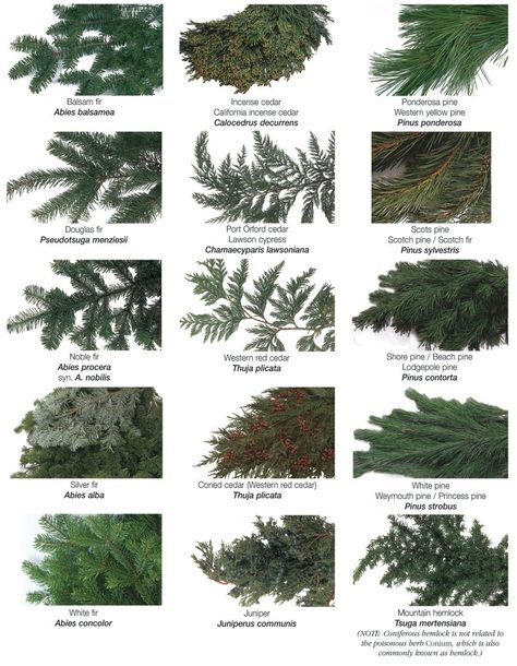 Fleur de Lis Quilts and Accessories: Sunday Quilt Inspiration: g r e e n e r y Pine Tree Identification Chart, Pine Tree Varieties, Types Of Christmas Greenery, Evergreen Floral Arrangements, Different Types Of Christmas Trees, Conifer Identification, Greenery Types, Tree Identification Chart, Evergreen Arrangements