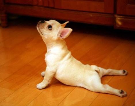 Small pup doing pilates :) Comedy Images, Upward Facing Dog, Bulldog Francese, Dog Yoga, Love My Dog, Up Dog, Cutest Animals, Morning Yoga, Wallpaper Pictures