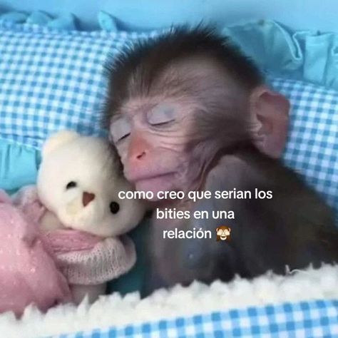 Cute Monkey Pfp, Monkey Aesthetic, Cute Monkey Pictures, Monkey Icon, Tiny Monkey, Tattoo Animal, Big Brain, Spider Monkey