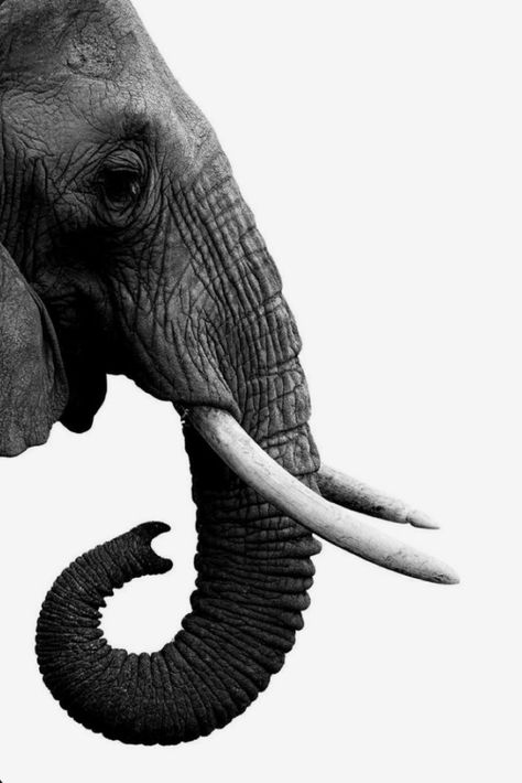 Perfect simple wallaper Elephant Black And White, Majestic Elephant, Personalized Gallery Wall, Elephant Photography, Elephant Poster, Elephants Photos, Bel Art, Black Panthers, Elephant Tattoo