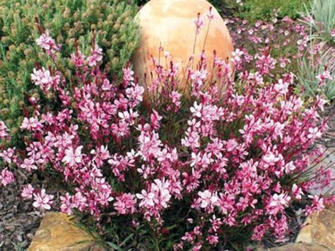 Gaura (Gaura lindheimeri) 'Passionate Pink' Sun Plants, Full Sun Flowers, Full Sun Plants, Bee Garden, Butterfly Bush, The Butterfly, Front Garden, Image Types, Garden Inspiration