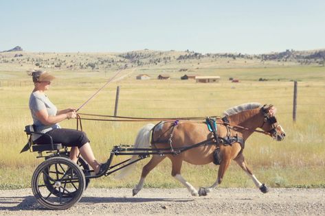 Miniature Horse Driving, Mini Horse Cart, Horse Driving, Driving Horses, Miniature Horse Tack, Horse Cart, Carriage Driving, Miniature Horses, Mini Horse