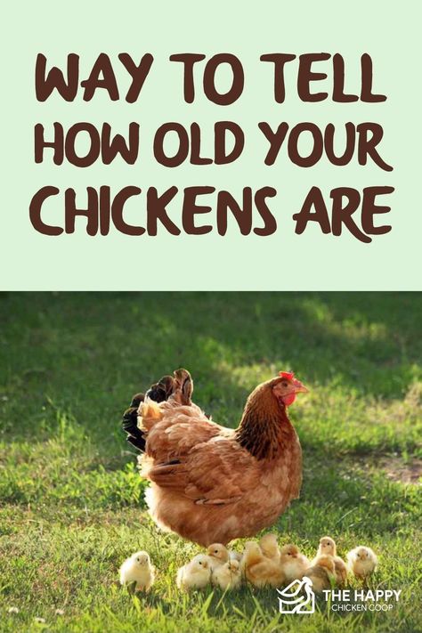 Chicken Information, Benefits Of Having Chickens, All About Chickens, What Do Chickens Eat, Chicken Knowledge, Facts About Chickens, Homesteading Chickens, Egg Chickens, Having Chickens