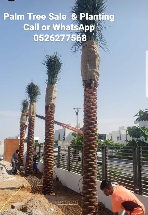 Date palm front Yard Garden Tree For Front Yard, Front Yard Garden Landscaping, Washingtonia Palm, Date Palm Tree, Trees For Front Yard, Desert Climate, Date Palm, Coconut Palm Tree, Coconut Palm