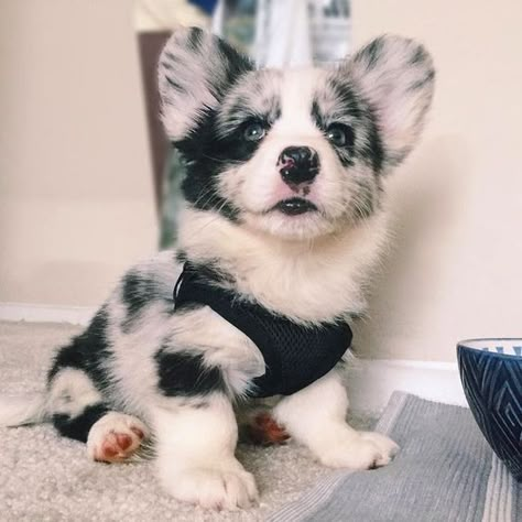 Pembroke Welsh Corgi, Welsh Corgi, Good Energy, Dog Photos, Energy, Black And White, Blue, White, Black