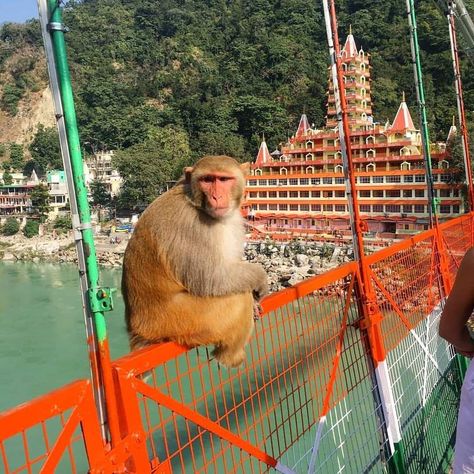 Haridwar Street Photography, Rishikesh Ganga Arti, Haridwar Photo, Lakshman Jhula, Mens Fashion Week Street Style, Phone Case Diy Paint, Holiday Travel Destinations, Visit India, Haridwar