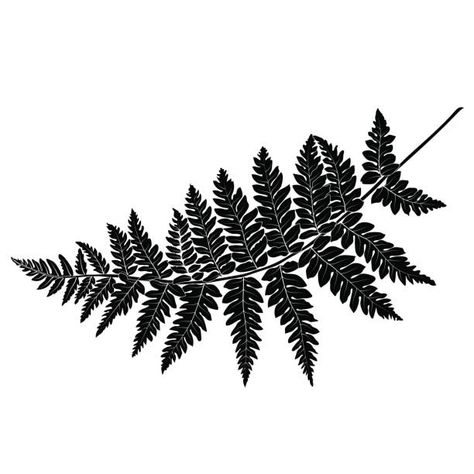 Vector Botanical Illustration, Fern Drawing, Fern Images, Fern Tattoo, Plant Tattoo, Fern Leaves, Botanical Tattoo, Fern Leaf, Desenho Tattoo