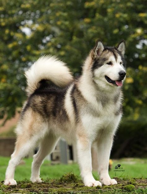 If you’re looking for the best name for a big dog, you have come to the right place. Utonagan Dog, Caine Husky, Malamute Husky, Malamute Dog, Alaskan Husky, Husky Mix, A Husky, Snow Dogs, Blue Merle