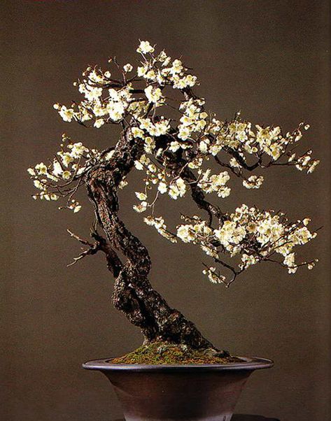 apricot (Prunus mume: Japanese Ume). Balcony Diy, Prunus Mume, Bonsai Tree Types, Bonsai Seeds, Bonsai Flower, Mini Bonsai, Japanese Bonsai, Bonsai Art, Miniature Trees