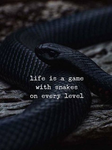 Life is a game with snakes on every level. motivational quotes By great personalities Snake Quotes, Life Is A Game, Snake Game, Game Quotes, Good Morning Wishes Quotes, Morning Wishes Quotes, All Songs, Self Quotes, Morning Wish