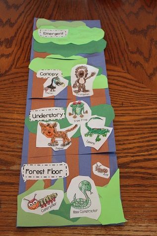 Rainforest Preschool, Rainforest Classroom, Preschool Craft Ideas, Rainforest Crafts, Rainforest Project, Rainforest Activities, Rainforest Biome, Forest Classroom, Jungle Crafts