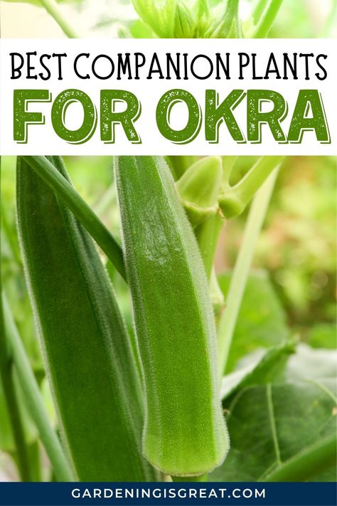 Okra Companion Planting, Companion Planting Layout, Growing Okra, Okra Plant, Planting Chart, Companion Planting Guide, Best Companion Plants, Companion Planting Chart, Okra And Tomatoes