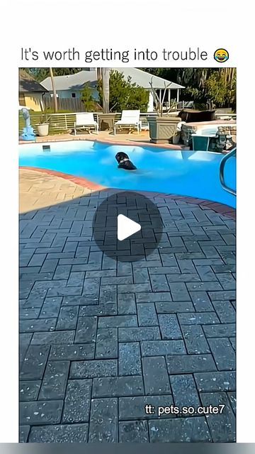 Crazy CCTV Clips on Instagram: "Funny pet compilation 🐕‍🦺😹 #funny #pets #cats #dogs #animals #foryou #viral #fypシ #blowthisup #fail #foryoupage" Funny Dog Fails, Animal Fails, Dog Fails, Funny Pets, Instagram Funny, Funny Fails, Cats Dogs, Pets Cats, Funny Dogs