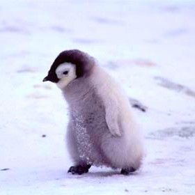 i die. Penguin Images, Penguin Pictures, Baby Penguins, Cute Penguins, Cute Animal Pictures, Animal Welfare, Sweet Animals, Animals Images, Animal Planet