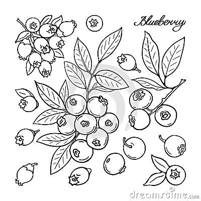 blueberry-black-white-berries-set-hand-drawn-flat-image-vector-illustration-white-background Black Berries Drawing, White Berries, Artist Aesthetic, 3d Drawings, Image Vector, Hand Embroidery Pattern, Wild Berry, Sgraffito, Art Black