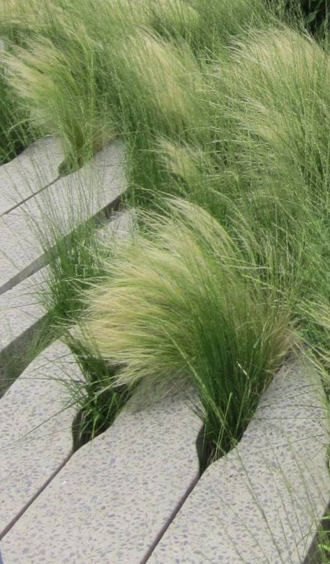 Mexican Feather Grass Care, Feather Grass Landscaping, Mexican Feather Grass Landscaping, Grass Garden Landscaping, Poolside Plants, Grass Planting, Mexican Feather Grass, Planting Grass, Interior Landscape