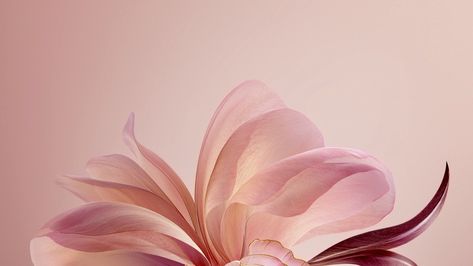 Pink Wallpaper Aesthetic For Laptop, Laptop Backround Pink, Pink Backrounds Ipad, Flower Wallpapers For Laptop, Pink Flower Macbook Wallpaper, Flower Wallpaper Aesthetic Laptop, Laptop Wallpaper Chromebook, Macbook Wallpaper Aesthetic Flowers, School Laptop Background