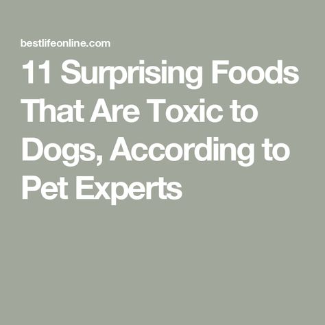 11 Surprising Foods That Are Toxic to Dogs, According to Pet Experts Foods Toxic To Dogs, Toxic To Dogs, Veterinary Surgeon, Natural Pet Food, Increase Heart Rate, Toxic Foods, Mother Milk, Low Blood Sugar, Pet Advice