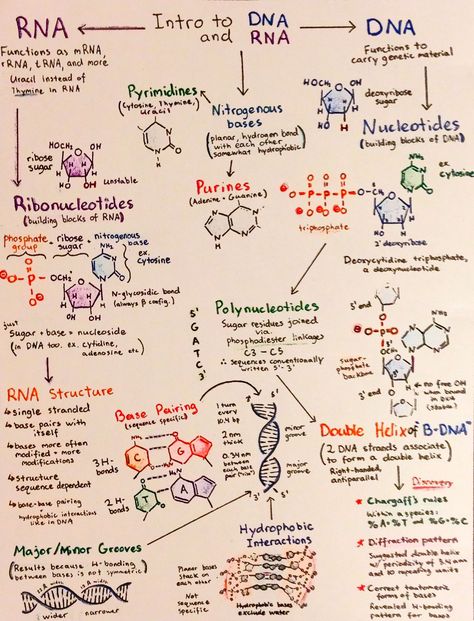 Medicinal Chemistry Notes, Biochemistry Notes, Bio Notes, Mcat Study, Studera Motivation, Study Biology, Biology Classroom, Medical Student Study, Ap Biology