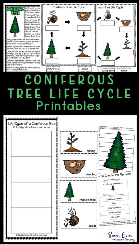 Coniferous trees are a group of cone-producing evergreen trees that that needle-like leaves. Three of the most popular conifers, pines, spruces and firs are used as Christmas trees in some places. Learn more about the life cycle of these trees with these Coniferous Tree Life Cycle Printables. https://simplelivingcreativelearning.com/coniferous-tree-life-cycle-printables/