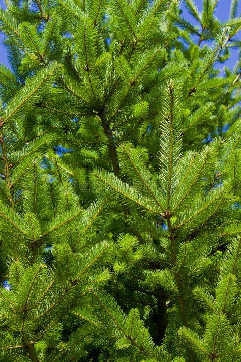 Sitka spruce needles. Sitka spruce (Picea sitchensis) needles lit by the sun , #AFF, #needles, #spruce, #Sitka, #Picea, #sun #ad Sitka Spruce Tree, Tree Study, Spruce Tree, Sitka Spruce, Olympic National Park, Medicinal Plants, Fun Ideas, National Park, The Sun