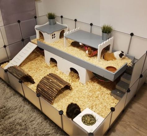 Aesthetic Guinea Pig Cage, Guinea Pig Cage Ideas, Guinea Pig Diy Hideouts, Diy Guinea Pig Hideout, Guinea Pig C&c Cage Ideas, Indoor Guinea Pig Cage, Wooden Hamster House, Wooden Hamster Cage, Diy Guinea Pig Cage