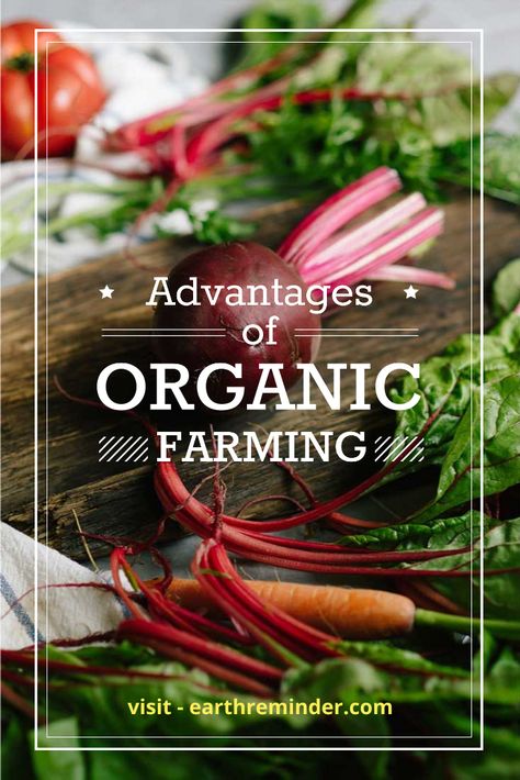 Organic Farming has various advantages and disadvantages to consider but by far it is the best farming technique to remove added any pesticides or checmicals while growing food we eat. #organic #food #organicfarming #organicinformation Farming Techniques, Advantages And Disadvantages, Personalized Wedding Favors, Organic Food, Growing Food, Organic Farming, Pesticides, Pros And Cons, Organic Recipes