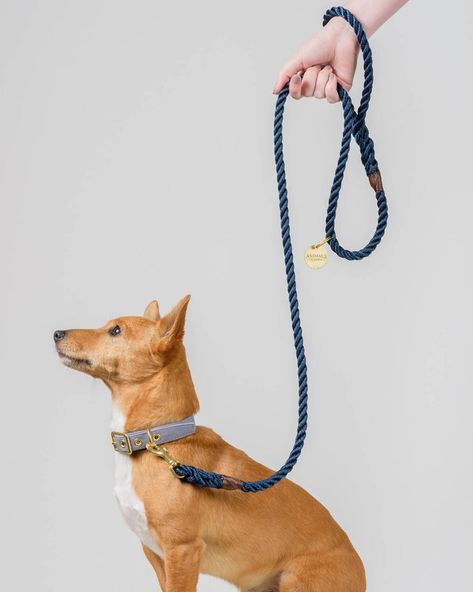 Surfer Shack, Rope Dog Leash, Rope Dog, Pet Leashes, Dog Lead, Australian Animals, Dog Wear, Dog Leads, Weird Animals