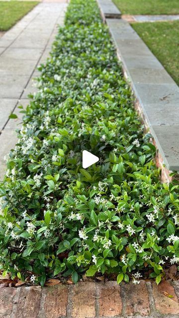 Chinese Star Jasmine Trellis, Jasmine Ground Cover Ideas, Asiatic Jasmine Landscaping, Star Jasmine Front Of House, Star Jasmine Ground Cover Front Yards, Jasmine Tree Outdoor, Climbing Star Jasmine, Asiatic Jasmine Ground Cover, Jasmine Garden Ideas