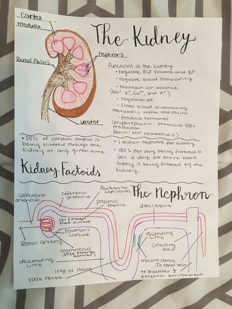 Kidney Physiology Notes, Renal Physiology Notes, Kidney Project Ideas, Osmoregulation Notes, Neurosurgeon Aesthetic Notes, Sonography Student Notes, Liver Notes, Kidney Notes, Urinary System Notes