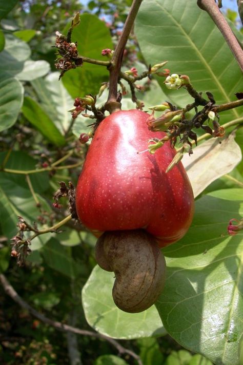 Cashew  is a tree in the family Anacardiaceae. Its English name derives from the Portuguese name for the fruit of the cashew tree, caju, which in turn derives from the indigenous Tupi name, acajú. Originally native to Northeast Brazil, it is now widely grown in tropical climates for its cashew seeds and cashew apples. Cashews Benefits, Cashew Apple, Cashew Tree, Beautiful Fruits, Cashew Nut, Exotic Fruit, Tropical Fruits, Delicious Fruit, Tropical Fruit