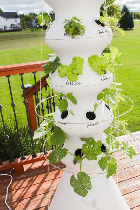 Grow Tower Garden, Tower Hydroponics, Lettuce Grow Farmstand, Hydroponic Gardening Tower, Diy Aeroponics Tower, Hydroponic Gardening Diy, Growing Lettuce Indoors, Indoor Hydroponic Gardening, Hydroponics Gardening