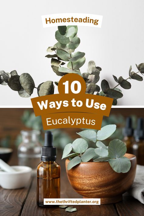 Learn how to put the gorgeous Eucalyptus to use! It's more than just a beautiful bouquet plant Eucalyptus Metaphysical Properties, Things To Do With Eucalyptus, What To Do With Eucalyptus Leaves, Eucalyptus Propagation, Fresh Eucalyptus Uses, How To Dry Eucalyptus Branches, Dried Eucalyptus Uses, Eucalyptus Houseplant, Eucalyptus Uses