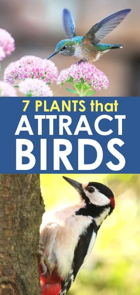 These 7 plants, trees, and ideas will help you bring all the birds to your garden! If you’re looking to attract an even greater variety of birds and provide a home for them, one of the most effective things you can do is landscape with plants that will offer birds food, nesting habitat and shelter year round. Backyard Bird Photography, Plants That Attract Birds, Bird And Butterfly Garden Ideas, Plants For Birds, Attracting Birds To Your Yard, Bird And Butterfly Garden, Shady Plants, Ideas For Front Yard, Fall Gardening