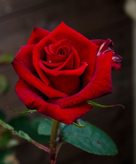 Rose Reference, Single Red Rose, Rose Flower Pictures, Mother Love, Beautiful Red Roses, Rose Images, Belle Rose, Rose Photos, Purple Rose