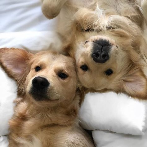 Tag Your Best Friend, Chien Golden Retriever, Retriever Puppy, Cute Dogs And Puppies, Cute Animal Photos, Golden Retrievers, Beautiful Dogs, Dogs Cats, Animals Friends