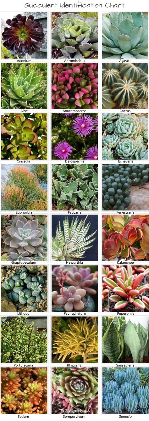 Succulent identification chart with pictures! Learn how - and why! to identifying succulents, with several strategies detailed  #succulents #succulentcare #succulentidentification #succulentid #succulentidentificationchart Identifying Succulents, Succulent Identification, Tanaman Sukulen, Different Types Of Succulents, Succulent Outdoor, Succulent Names, Kaktus Dan Sukulen, Plants Pictures, Types Of Succulents Plants