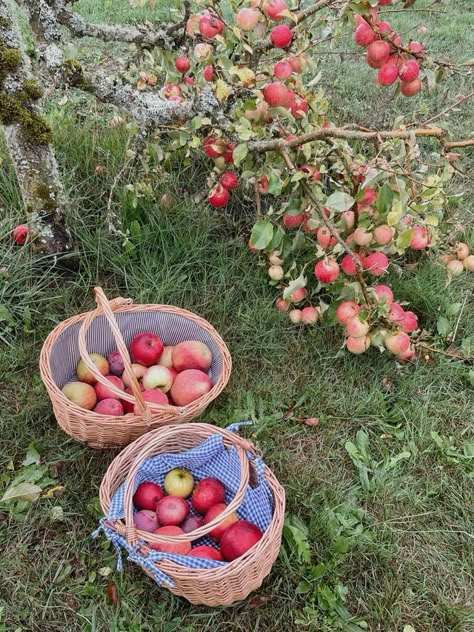 Fall Activity Aesthetic, Aesthetic Fall Activities, Autumn Activity Aesthetic, Cozy Fall Activities, Fall Aesthetic Activities, Fall 2024 Aesthetic, Fall Festival Aesthetic, Cute Fall Activities, Fall Activities Aesthetic