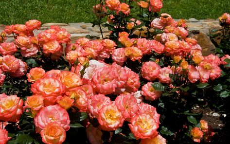 rose-flower-carpet Flower Carpet Roses, Ground Cover Roses Carpets, Carpet Roses Landscapes, Low Maintenance Garden Plants, Carpet Roses, Best Ground Cover Plants, Ground Cover Roses, Flower Carpet, Soil Erosion