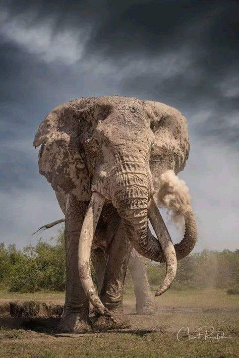 Sir David Attenborough for Nobel Prize | This super tusker, known as Craig | Facebook Tusker Elephant, Elephant World, African Forest Elephant, African Bush Elephant, Elephant Photography, Elephant Pictures, David Attenborough, Asian Elephant, Sand Sculptures