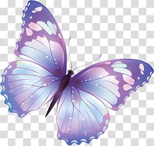 Orange And Black Butterfly, Butterfly Black And White, Butterfly Outline, Teal Butterfly, Butterfly Png, Butterfly Background, Butterfly Images, Butterfly Illustration, Butterfly Clip Art