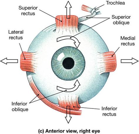 Eye Muscles Muscles, Eye Diagram, Eye Floaters, Eye Anatomy, Muscle Anatomy, One Eye, An Eye, The Eye, Anatomy