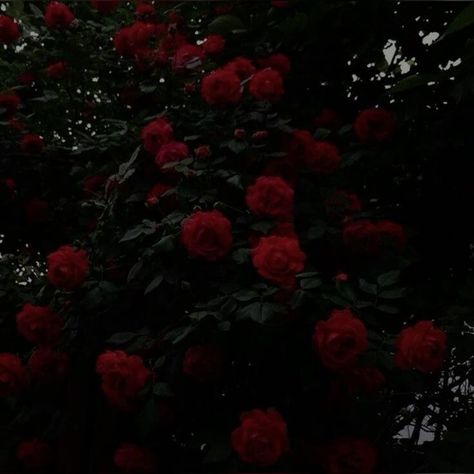 Dark Red Rose Aesthetic, Red Roses Aesthetic, Arcane Oc, Athletic Wallpaper, Friends Aesthetics, Period Blood, Cherry Girl, Roses Aesthetic, Red Roses Wallpaper