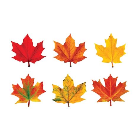 Buy the Trend Enterprises® Maple Leaves Classic Accents® Variety Pack at Michaels. com. These vibrant designs will energize spaces and delight and engage your students. These vibrant designs will energize spaces and delight and engage your students. Label containers, lockers and centers, accent displays, decorate walls and posters, showcase student work, inspire creative writing, and reward accomplishments. Details: Red, yellow, and orange 5.5" - 6" tall 36 pieces Acid free Durable cardstock | T Leaf Cutout, Maple Leaves, Holiday Trends, Arte Floral, Game Pieces, Variety Pack, Leaf Art, Student Work, Source Of Inspiration