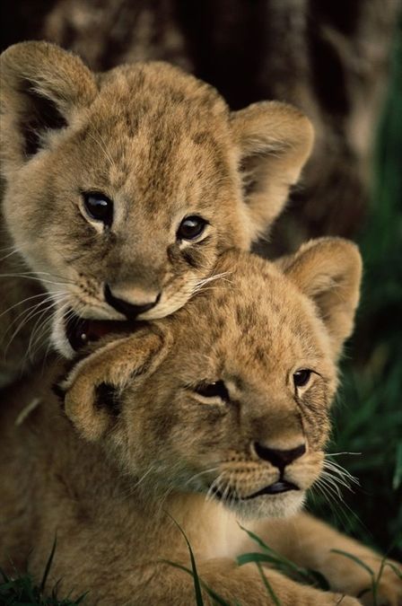 Powerful big cat family #lion #lioncub #younglion #kingofthejungle Big Cat Family, Cat Diary, Lion Cubs, Animal Ideas, Cute Lion, Lion Cub, Baby Lion, Cat Family, Baby Animals Funny