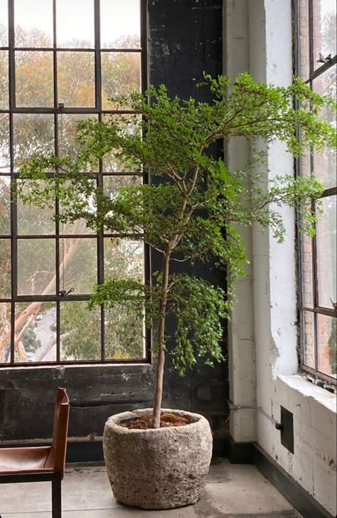 Japanese Indoor Tree, Black Olive Tree Indoor, Diy Tree Planter, Japandi Garden, Indoor Olive Tree, Black Olive Tree, Japanese Plants, Tree Interior, Indoor Tree