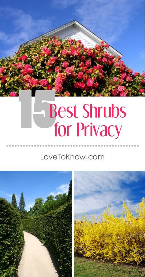 Privacy Shrubs, Yard Privacy, Fast Growing Shrubs, Shrubs For Privacy, Types Of Shrubs, Privacy Hedge, Broadleaf Evergreen, Privacy Trees, Privacy Plants