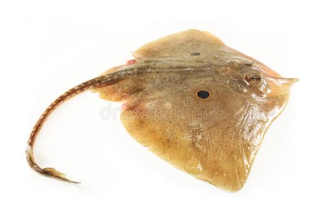 Skate Fish, Fish Stock, Recipe Images, Sharks, White Background, Stock Images, Fish, Animals, White